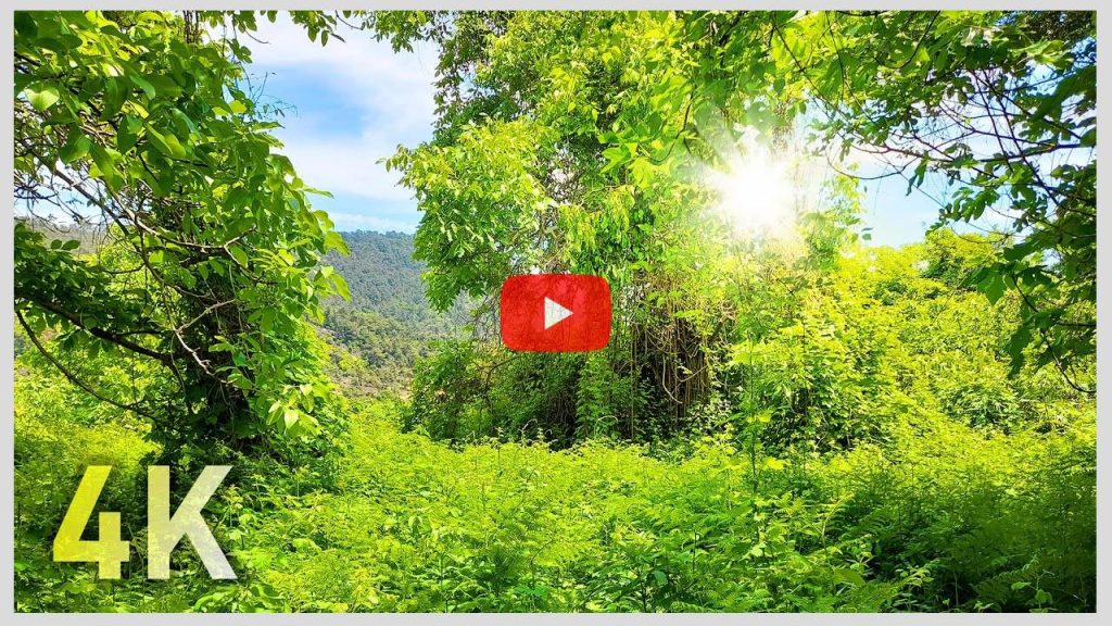 4K Sound of Forest, Bird Sound and walking Sound in a Beautiful Forest with a Nice Green Landscape