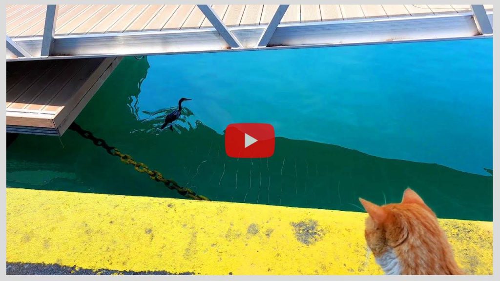 A heron is chasing fish and a hungry cat is watching... What does the hungry cat think?