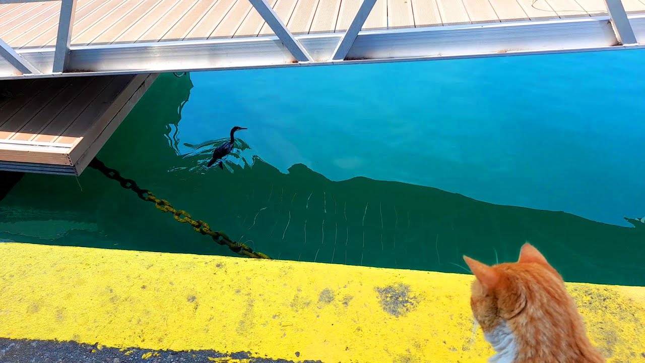 A heron is chasing fish and a hungry cat is watching… What does the hungry cat think?