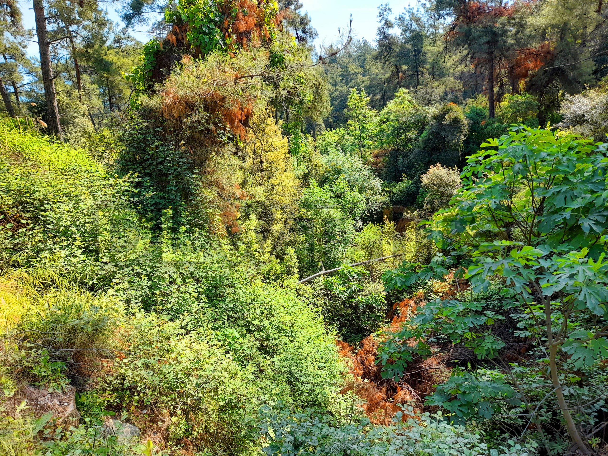 Forest in Thasos