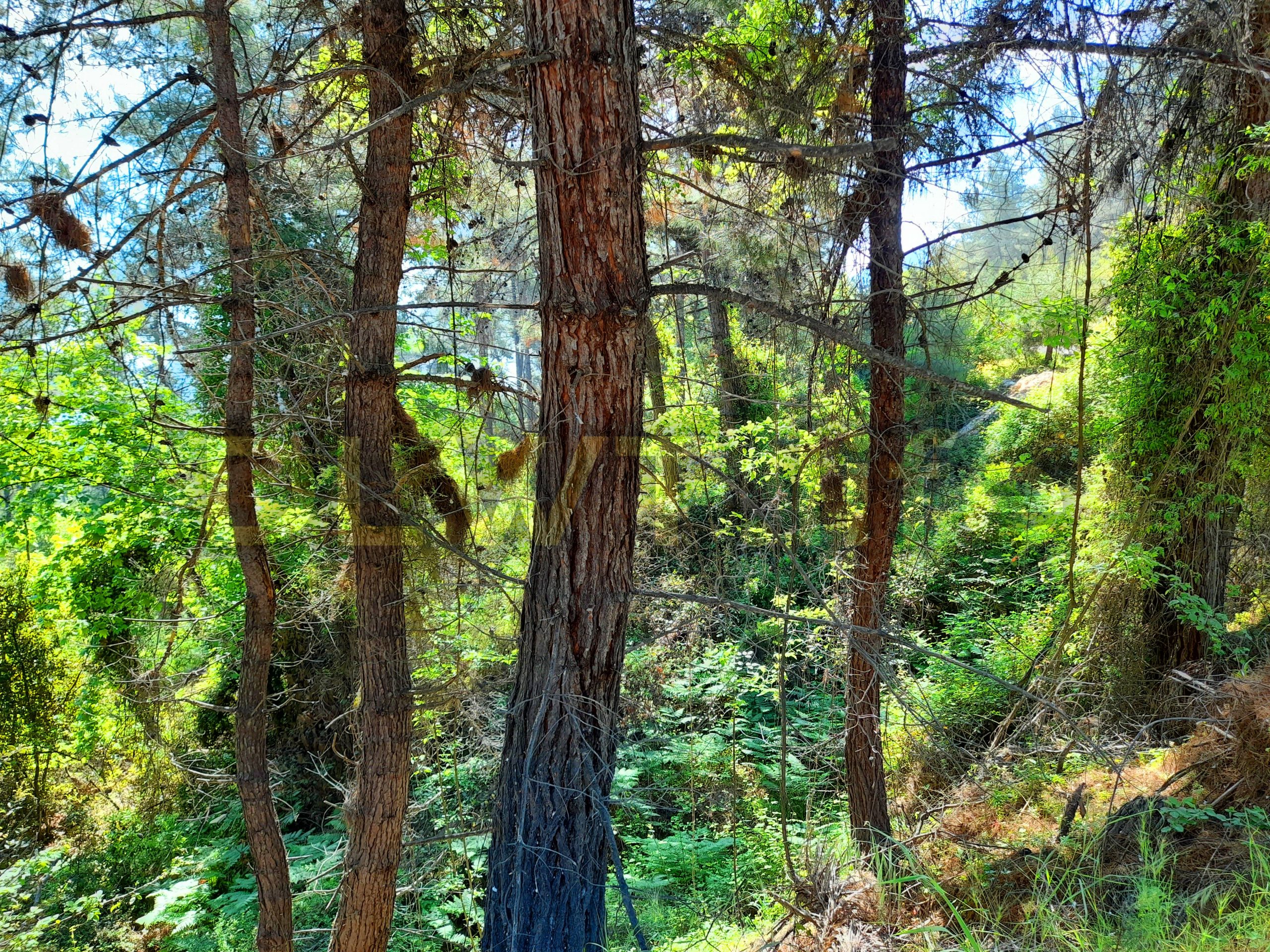 Forest in Thasos