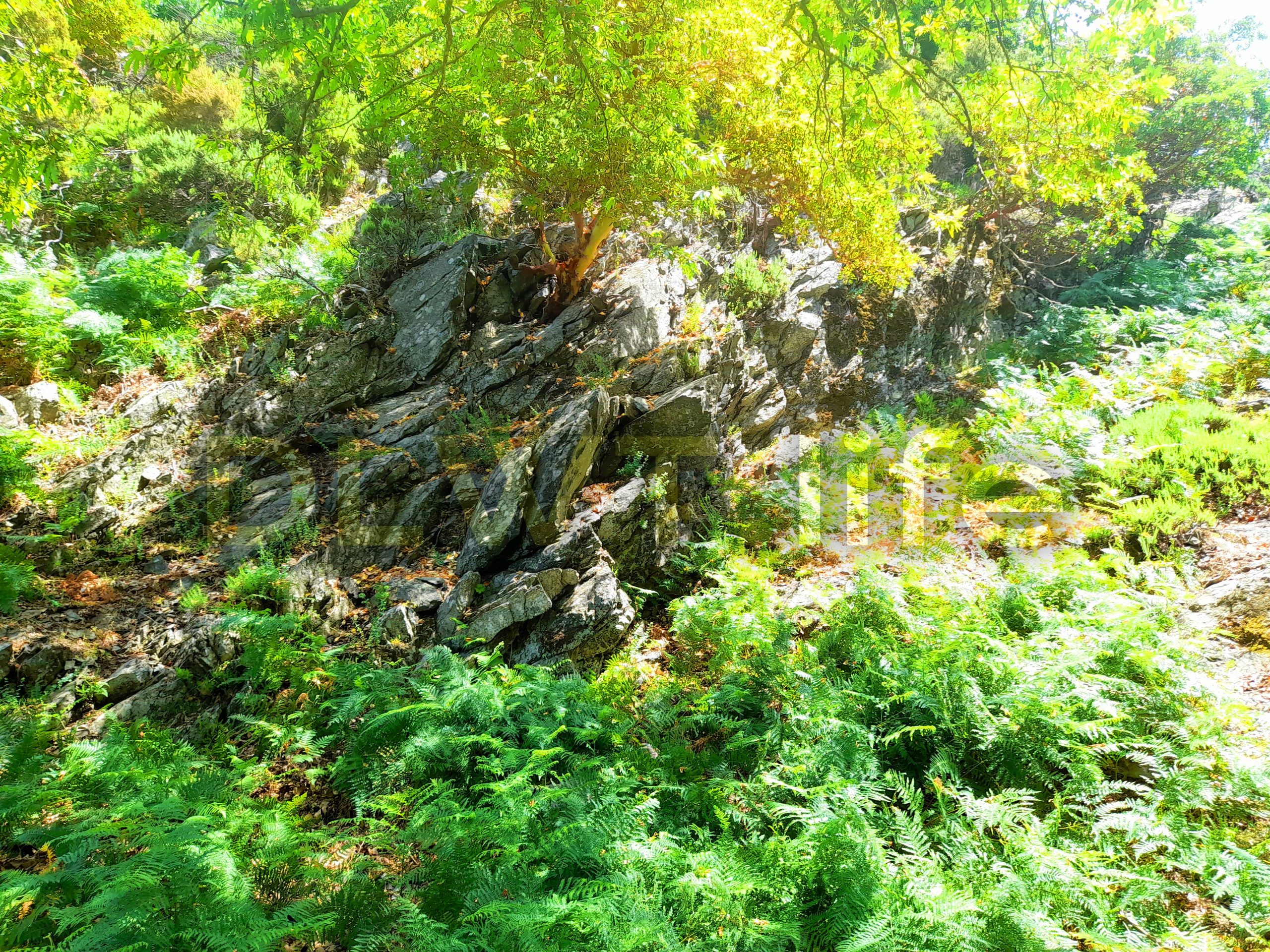 Forests and Gardens of Samothraki