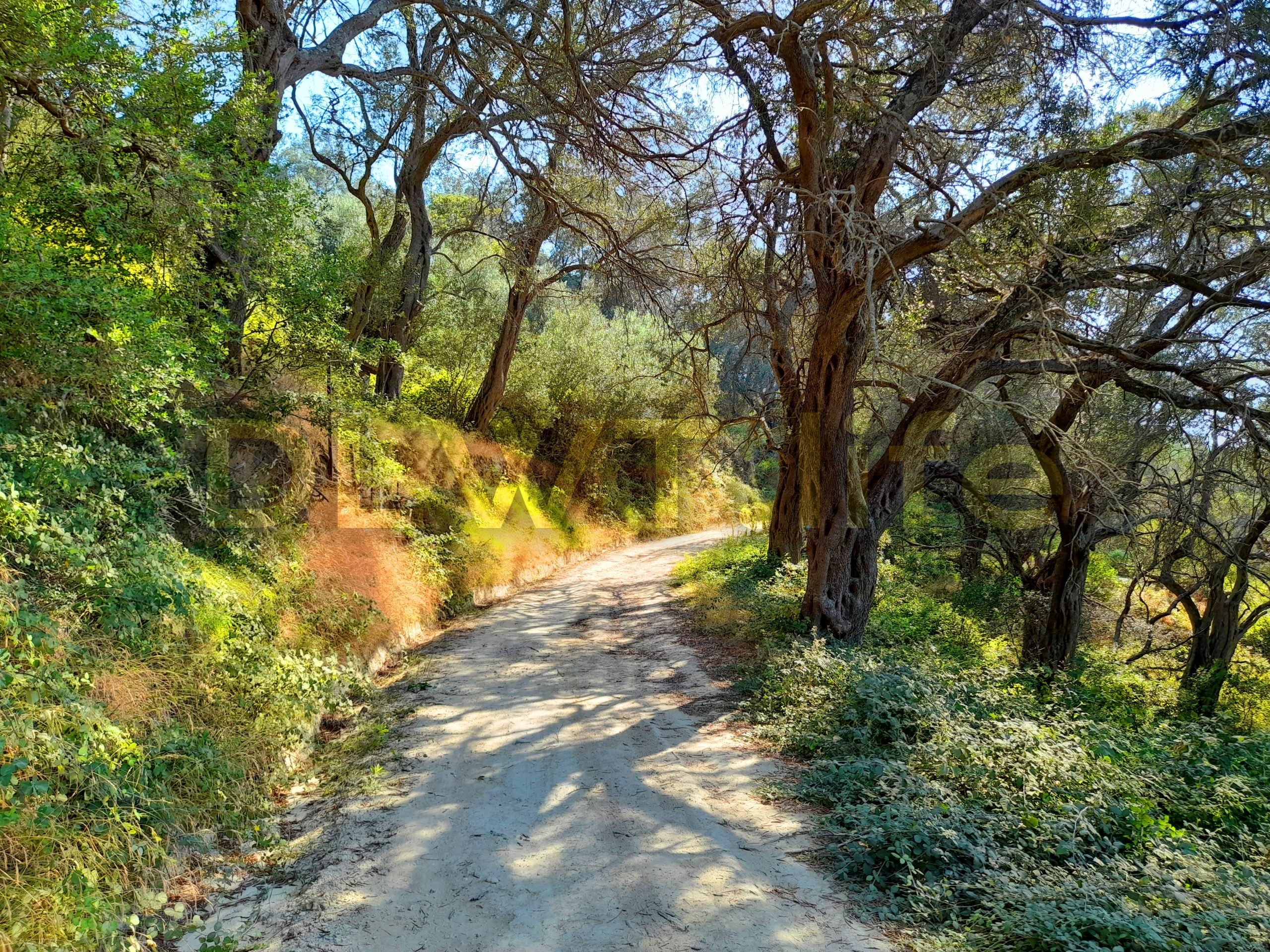 Forests of Corfu